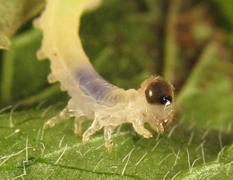 Réf. 253 029 : Pachyprotasis antennata