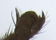 Réf. 253 250 : Tenthredopsis sp.