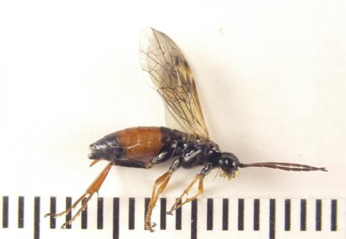 Réf. 253 269 : Tenthredopsis sp.