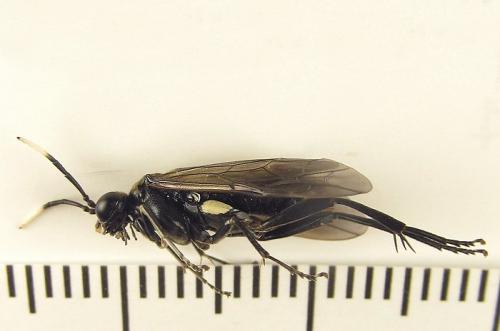 Macrophya infumata