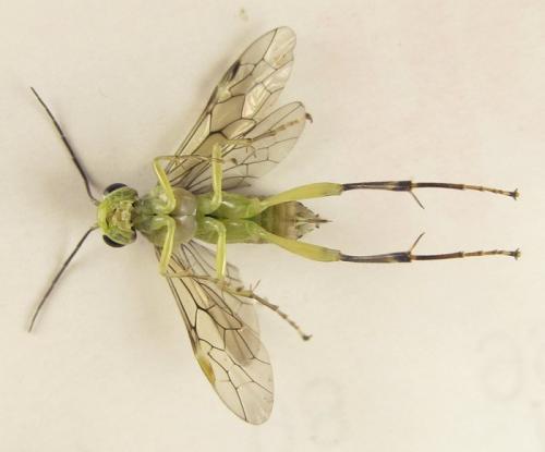 Réf. 253 041 : Pachyprotasis antennata