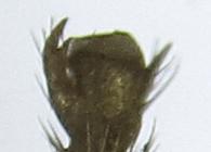 Tenthredopsis sp.