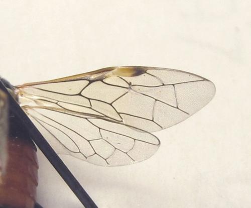 Réf. 253 270 : Tenthredopsis sp.