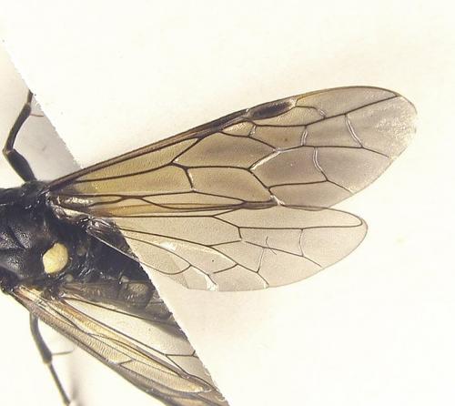 Réf. 253 449 : Macrophya infumata