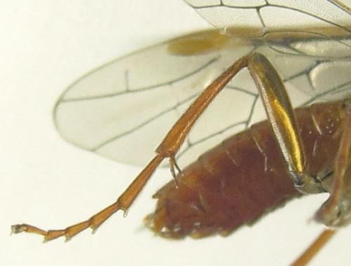 Réf. 253 487 : Tenthredo ferruginea