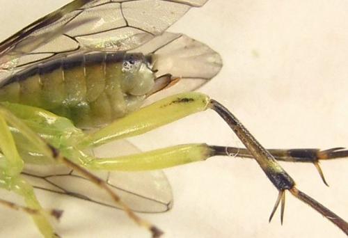 Réf. 253 042 : Pachyprotasis antennata