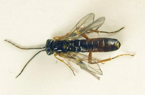 Réf. 253 252 : Tenthredopsis sp.