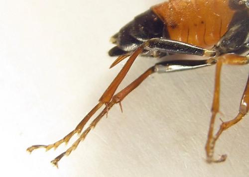 Réf. 253 271 : Tenthredopsis sp.