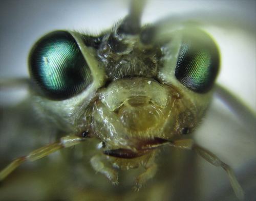 Réf. 253 488 : Tenthredo ferruginea