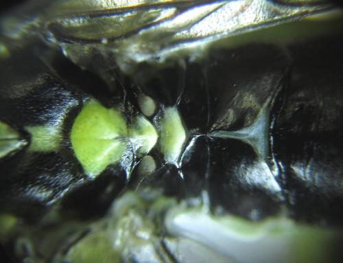 Réf. 253 043 : Pachyprotasis antennata