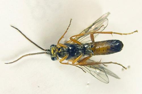 Tenthredopsis sp.