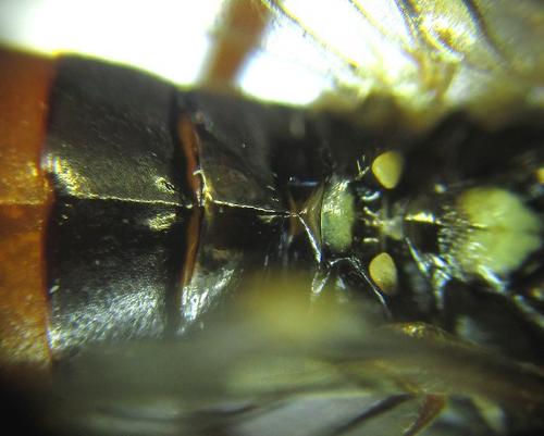 Réf. 253 272 : Tenthredopsis sp.