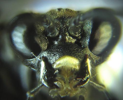 Réf. 253 451 : Macrophya infumata