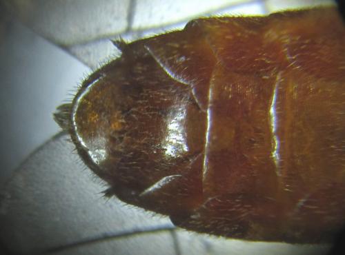 Réf. 253 489 : Tenthredo ferruginea