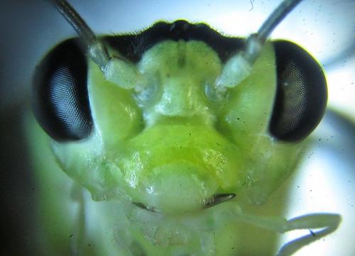 Réf. 253 044 : Pachyprotasis antennata
