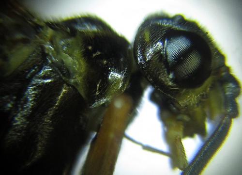 Réf. 253 254 : Tenthredopsis sp.