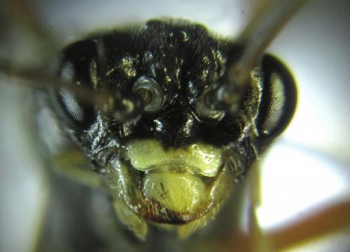 Réf. 253 273 : Tenthredopsis sp.