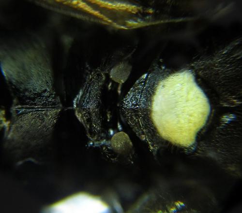 Réf. 253 452 : Macrophya infumata