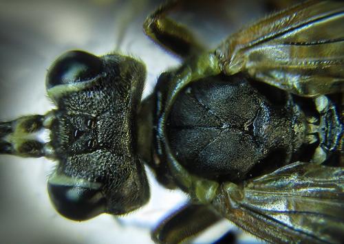 Réf. 253 490 : Tenthredo ferruginea