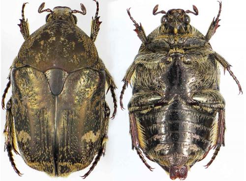 Réf. 253 188 : Protaetia fusca