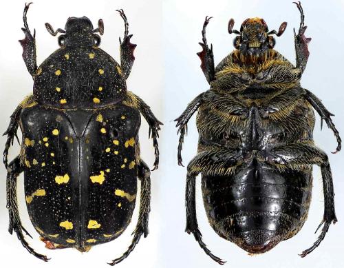 Protaetiomorpha felina