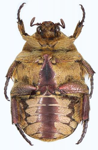 Protaetia juliae