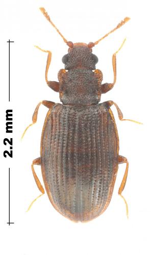 Latridius sp.