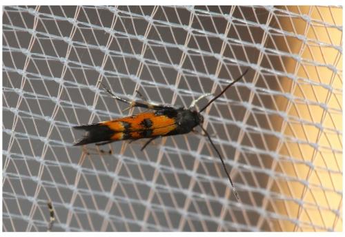 Mompha locupletella