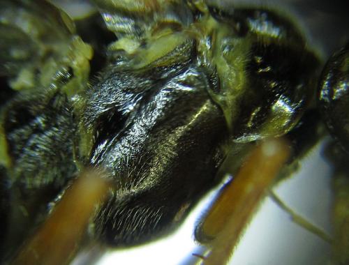 Réf. 253 255 : Tenthredopsis sp.