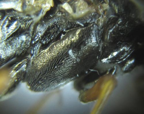 Réf. 253 274 : Tenthredopsis sp.