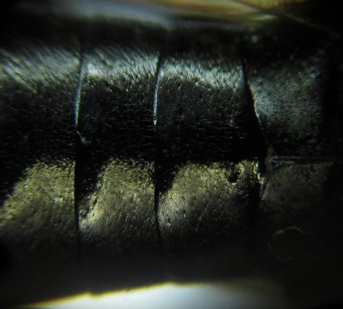 Réf. 253 453 : Macrophya infumata