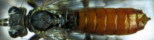 Réf. 253 491 : Tenthredo ferruginea