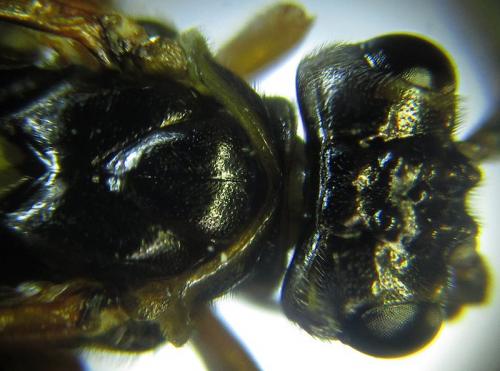 Réf. 253 256 : Tenthredopsis sp.