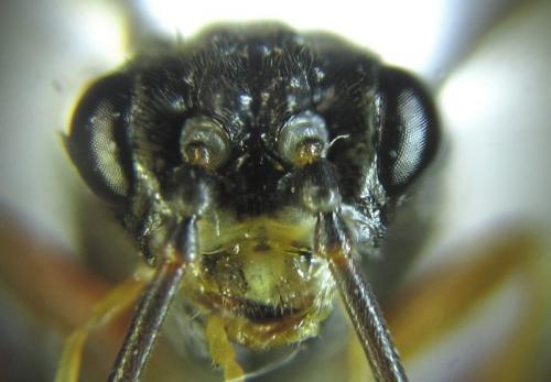Réf. 253 275 : Tenthredopsis sp.