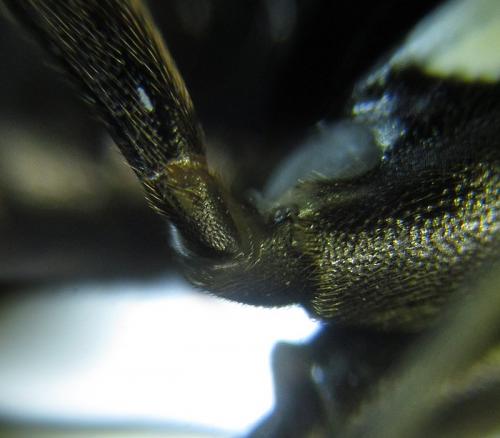 Réf. 253 454 : Macrophya infumata