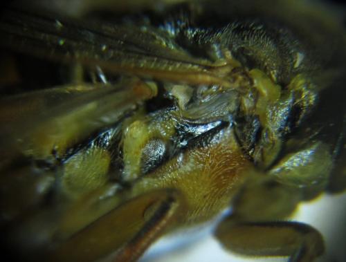 Réf. 253 492 : Tenthredo ferruginea
