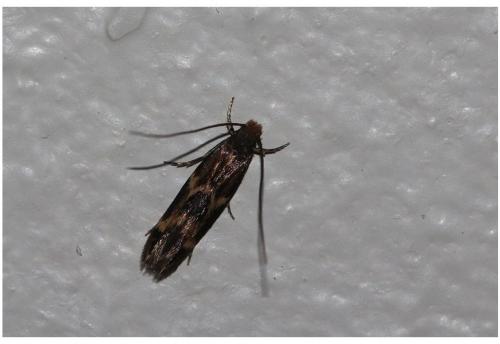 Oinophila v-flava