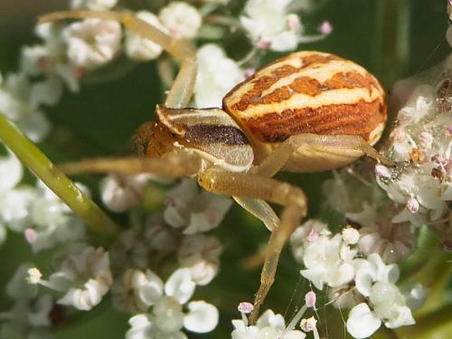 Réf. 253 098 : Runcinia grammica
