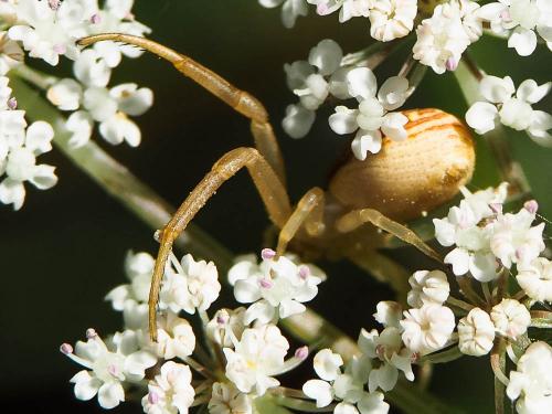 Réf. 253 099 : Runcinia grammica