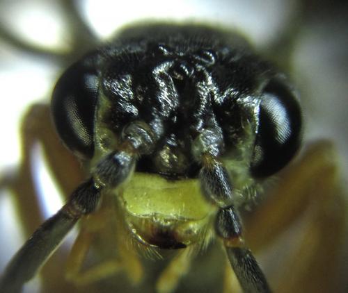 Réf. 253 257 : Tenthredopsis sp.