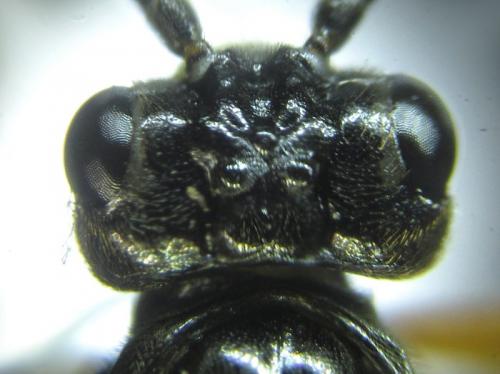 Réf. 253 276 : Tenthredopsis sp.