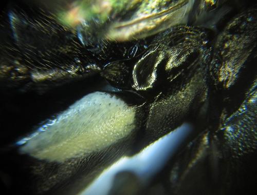 Réf. 253 455 : Macrophya infumata