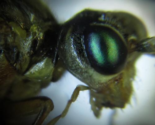 Réf. 253 493 : Tenthredo ferruginea
