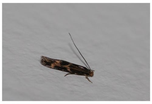 Oinophila v-flava