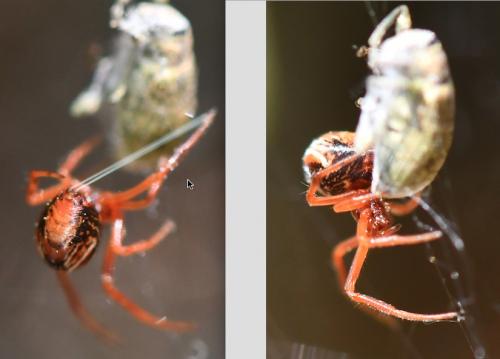 Réf. 253 151 : Parasteatoda lunata