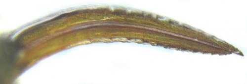 Réf. 253 277 : Tenthredopsis sp.