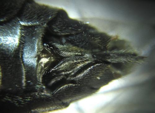 Réf. 253 456 : Macrophya infumata