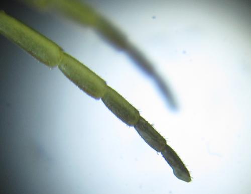 Réf. 253 494 : Tenthredo ferruginea