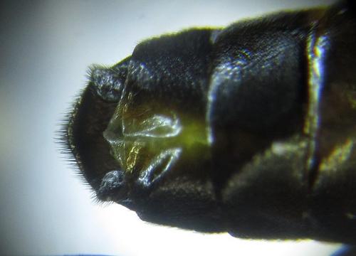 Réf. 253 258 : Tenthredopsis sp.