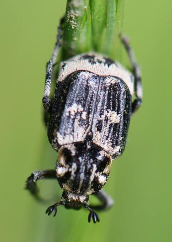 Réf. 253 183 : Valgus hemipterus